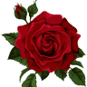 Eva's Flowers