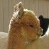 Everything Alpaca