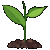 Exotic Plants