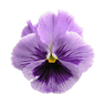 Fancy Pansy