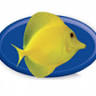 Fantasea Aquariums