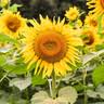 FAUSETT FARMS SUNFLOWERS