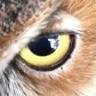 Fellow Mortals Wildlife Hospital