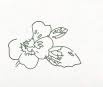 Fern Studio Flowers