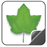 Feuille à Feuilles