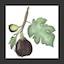 Fig Fleurs