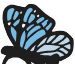 Fiori Butterfly Trieste