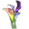 Fleurs Of Evesham
