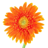Flo de Fleurs