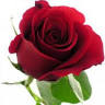 North Flora Florist