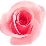 Floral Wonders