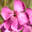 Apartments Floralpin