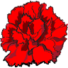 FLOR DE LOLA