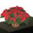 Flores a Domicilio Cajas Navideñas - Santa Isabel 1962