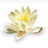 Floresencial