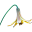 FloreSsens