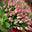 Floristeria Amarylis - Madrid