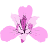 Floristería Iris La Cañada Almeria