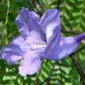 Floristería Jacaranda
