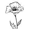 Vivero Alcázar