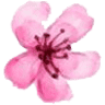 Florylipa