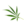 Flower Recreational and Medical Dispensary