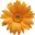 boutique flowers 