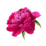 Flowers by faith
