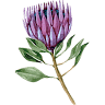 Flowers by Ola