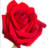 Flowers by Renee