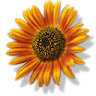 Flowers In Paradise