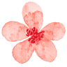 ร้านดอกไม้ FlowersStudio