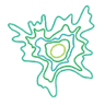 Forest Education Foundation