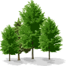Forest Company S.R.L.