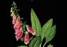 Foxglove