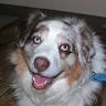 Fox Ridge Veterinary Clinic