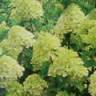 Timmermans Bloemen En Planten F L J