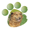 Free Amely 2007 Animal Shelter