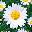Fresh As Daisys