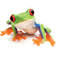 Frog Financial Management
