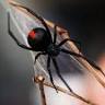 Frontline Pest Management