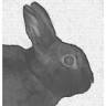 The Fuzzy Bunny
