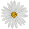 Gänseblume Garten und Landschaftsbau
