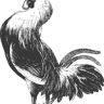 Gallo