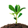 Garden Financial Services