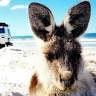 G'day Adventure Tours