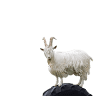 Háafell - Goat farm