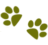 Florida German Shepherd Puppies