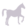 The Gift Horse Home Store