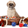Gisborne Boarding Kennels & Cattery Pet Transport